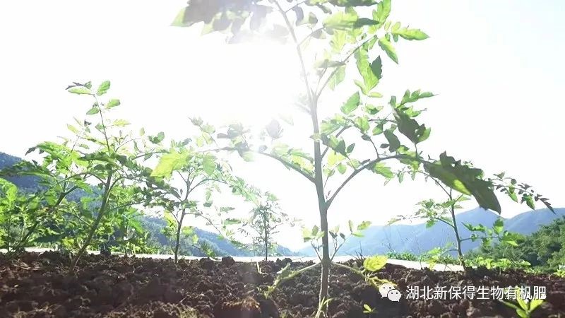 冬季別閑著，你家的地該這么養(yǎng)！用生物有機肥“養(yǎng)胃”
