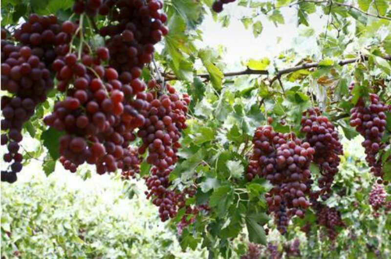 【新保得】春暖花開(kāi)---養(yǎng)根、護(hù)根、壯根正當(dāng)時(shí)