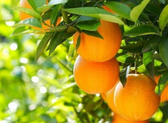 【新保得】湖北新保得生物科技有限公司喜迎祖國(guó)七十華誕！