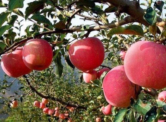 【新保得】農(nóng)業(yè)部長(zhǎng)：有機(jī)肥搭配化肥，未來(lái)施肥的大趨勢(shì)！